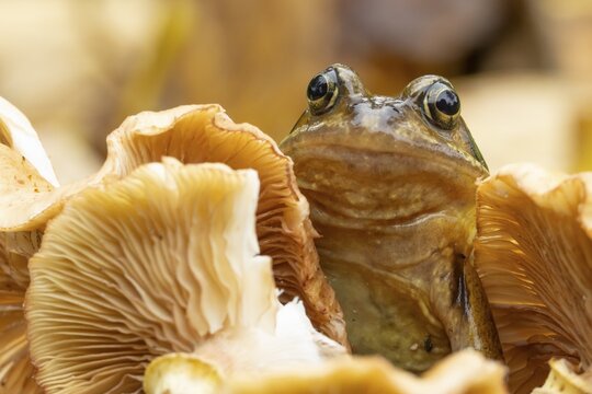 Common frog (Rana temporaria) adult amphibian on a fungi or mushroom in autumn, England, United Kingdom