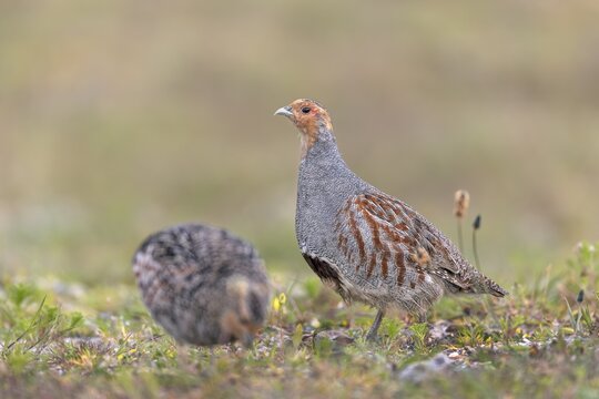Partridges (Perdix perdix) feed on seeds, wild herbs, cereal grains, green plants and, more rarely, fruits and berries, as well as insects and their larvae