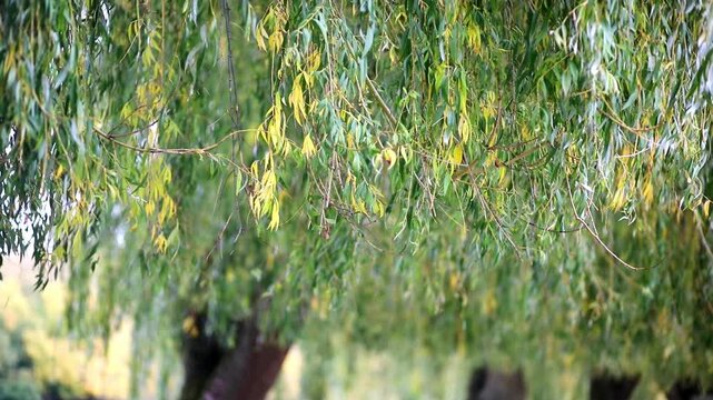 Hanging willow tree branches with green and yellow leaves creating a soft natural background in autumn
