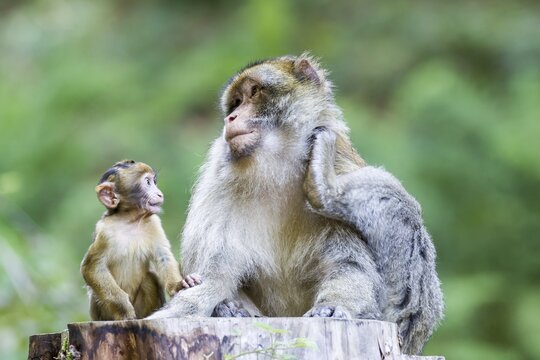 Barbary Macaque (Macaca sylvanus) adult female with young, 12 weeks, native to Morocco, captive, Rhineland-Palatinate, Germany