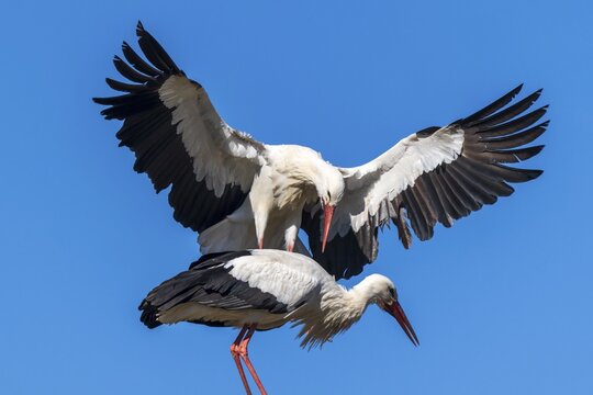 A stork flies powerfully towards another in a mating ritual, white stork (Ciconia ciconia), wildlife, Germany