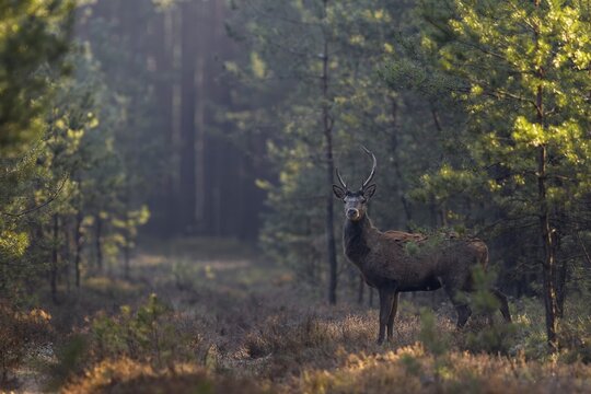 After the red deer (Cervus elaphus) a young red deer appears on the forest aisle, frost, cold, hoarfrost, morning sun, Germany