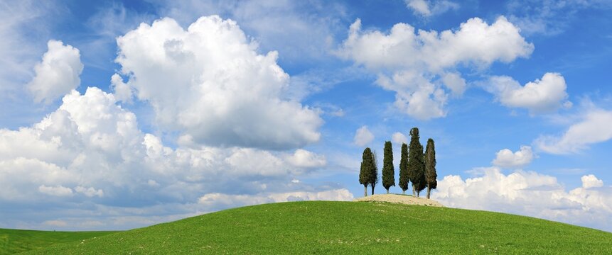 Group of trees, cypresses on hill in green field under blue sky with cumulus clouds, Province of Siena, San Quirico d'Orcia, Tuscany, Italy