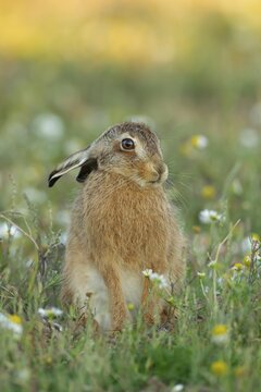 European brown hare (Lepus europaeus) juvenile leveret animal in grassland amongst wildflowers in summer, England, United Kingdom