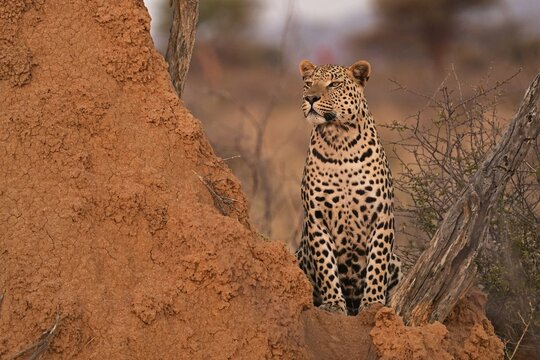 Leopard (Panthera pardus), standing in the soft evening light next to a termite mound, Okonjima Game Farm, Namibia