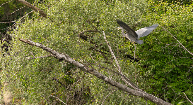Grey heron, Ardea cinerea, taking off into flight from a tree branch with outspread wings. Dynamic wildlife action shot of a large wild bird in nature habitat.