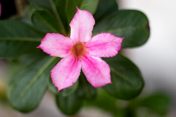 Obraz premium Japanese frangipani plant (Adenium obesum) or desert rose with bright pink flowers. 