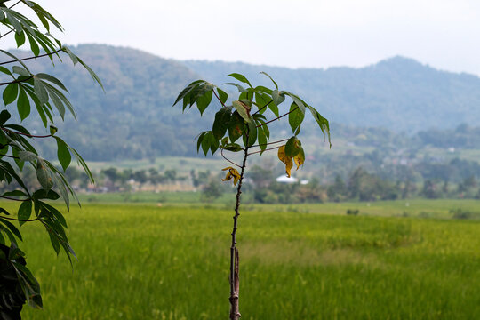 Cassava plant (Manihot esculenta) on the edge of the rice field.