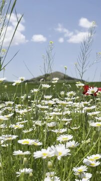 Daisy Garden Close-Up with Slow Motion Petals in a Sunny Meadow Ultra-High Detail Macro, Soft Bokeh, Spring Flower Field, Wind Natural Light (4K)