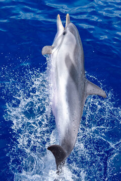 Dunny Open mouth smiling wild striped dolphin captured midair above sparkling blue ocean water, with spray and reflection emphasizing motion, playfulness and freedom