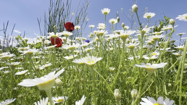 Daisy Garden Close-Up with Slow Motion Petals in a Sunny Meadow Ultra-High Detail Macro, Soft Bokeh, Spring Flower Field, Wind Natural Light (4K)