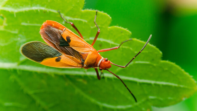 Red cotton stainer bug resting on green leaf