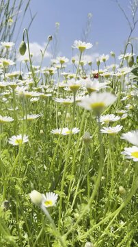 Daisy Garden Close-Up with Slow Motion Petals in a Sunny Meadow Ultra-High Detail Macro, Soft Bokeh, Spring Flower Field, Wind Natural Light (4K)