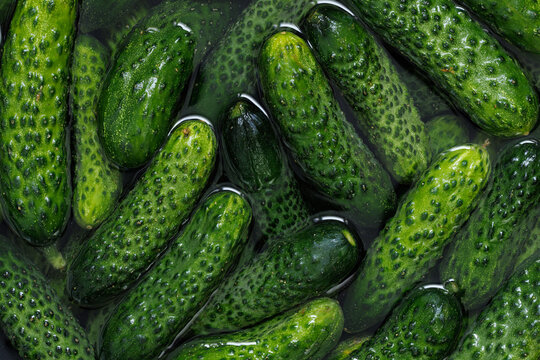 Soaking fresh cucumbers in water during the pickling process, close-up. Cucumber background.