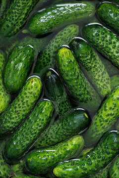 Soaking fresh cucumbers in water during the pickling process, close-up. Cucumber background.