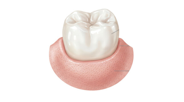 Dental anatomy illustration tooth structure educational resource clinical environment detailed view oral health concept