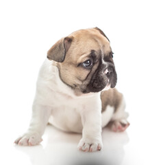 Obraz premium Tiny French bulldog puppy sitting and looking away on empty space. Isolated on white background