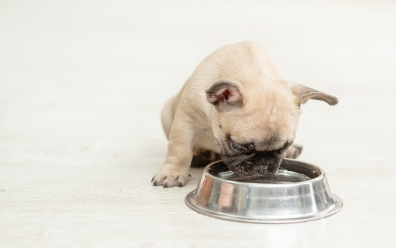 Tiny French Bulldog puppy drinks water from bowl at home. Empty space for text