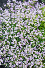 Obraz premium Top View Of Pink Gypsophila Floral Texture