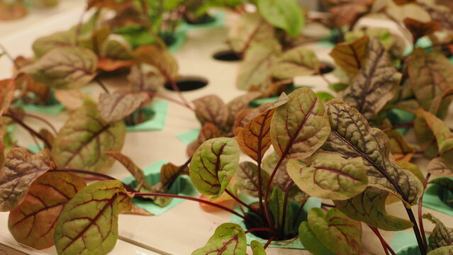 Close-up of young red vein sorrel plants growing in a hydroponic system