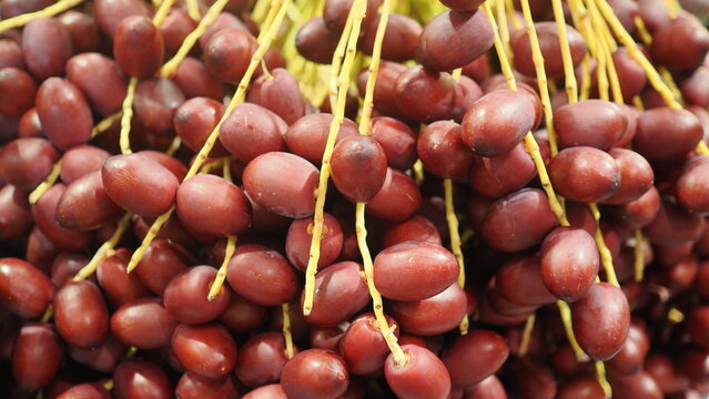 Close-up bunch of fresh ripe dark red date palm fruits