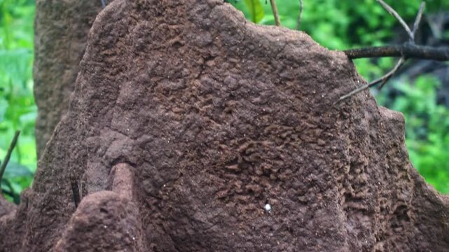 Close-up video of an intricate termite mound structure amidst lush green foliage, showcasing rich biodiversity in India's Western Ghats.