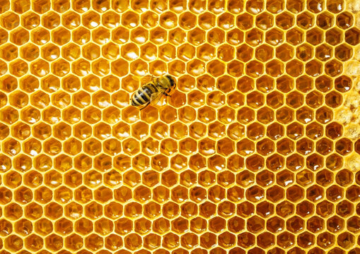 bee on honeycomb