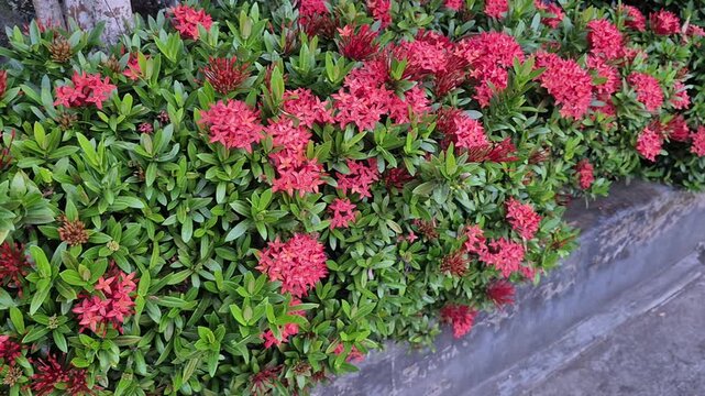 Vibrant pink ixora flowers in lush green garden setting