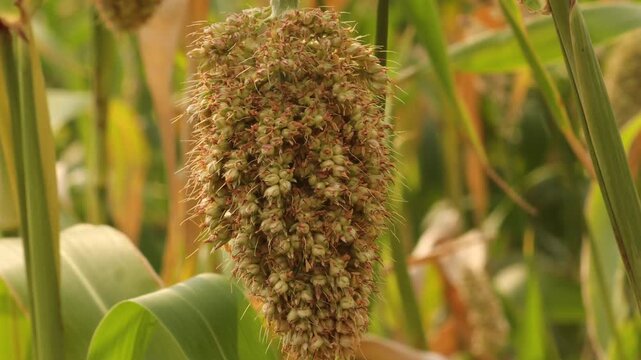 Close up of ripe sorghum crop grain head. Sorghum millet grain head growing on farm field. Fresh jowar crop growing in agricultural field. Sorghum vulgare plant cereal grain close up view. Sorghum.