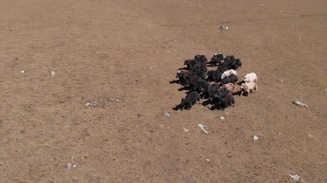 Caucasus, North Ossetia. Ualak Gorge. A herd of wild yaks.