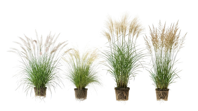 Four different types of ornamental grasses in pots isolated on transparent background