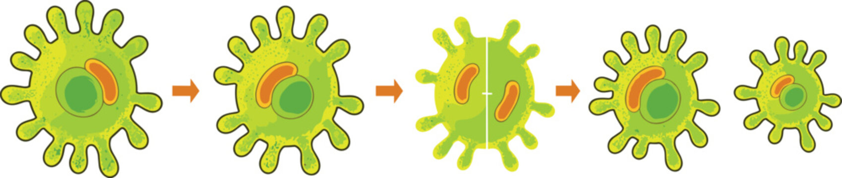 Microscopic cell binary fission diagram vector showing steps of asexual reproduction bacterial division process for biology educational infographics