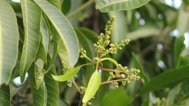 Mango Tree Flower Buds in Spring Closeup 4K. Mango Panicle and Inflorescence on Branch 4K. Young Mango Flower Inflorescence with Green Leaves. Close Up of Blooming Mango Tree Flowers.