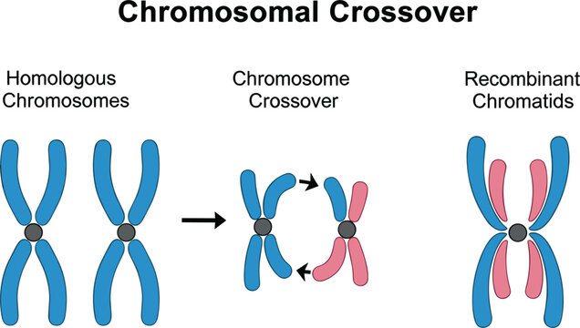 Chromosomal crossover educational diagram vector showing homologous chromosomes gene recombination process and recombinant chromatids for biology science education