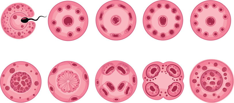 Detailed cell cycle process infographic illustrating interphase and mitosis stages with DNA replication and cytokinesis