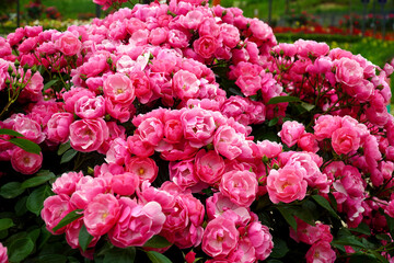 Obraz premium Pink Angela Rose richness and beauty