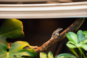 brown anole lizard perched on a branch inside a warmly lit terrarium, surrounded by glossy green monstera and philodendron leaves in a naturalistic tropical habitat with soft contrast lighting © Yaraslava