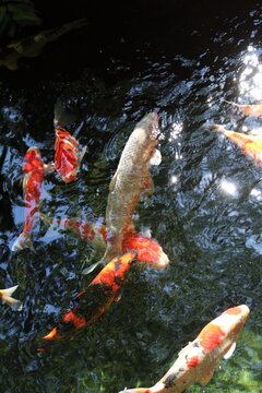 池で泳ぐ錦鯉