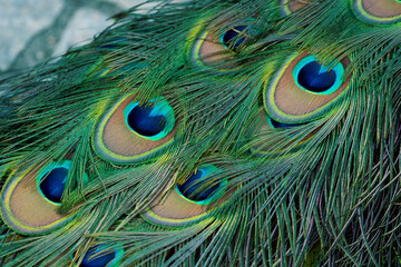 Peacock feather pattern, bright green - blue bird tail texture © artemstepanov