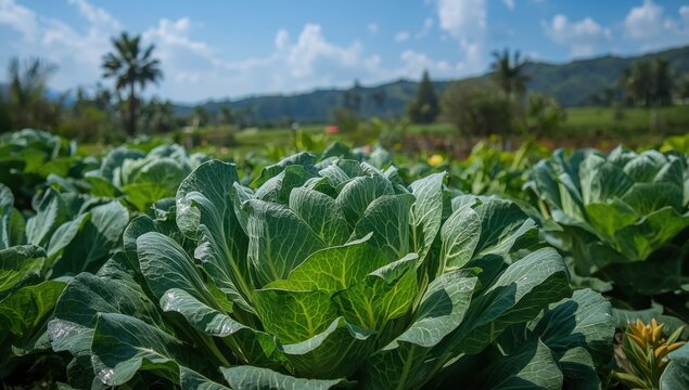 Napa Cabbage flourishes in Java.