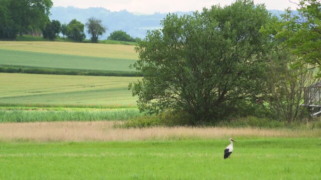stork in field in countryside 4K   