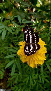 Black and White Butterfly on Yellow Marigold Flower in Tropical Garden 4K Video