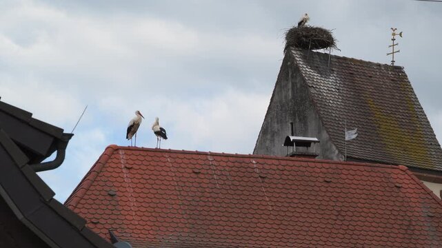 storks in nest on a roof 4K   