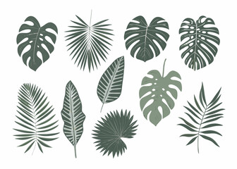 Tropical leaf illustrations with detailed venation on a white background © bashanti