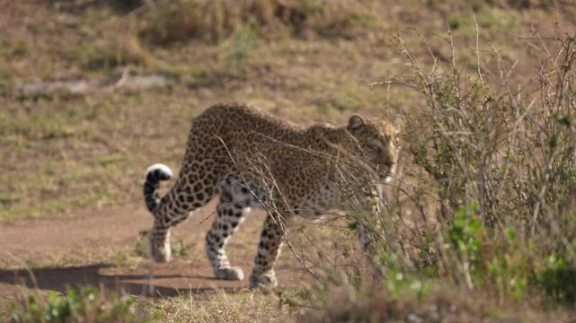 Leopard Walking Along a Dirt Track in African Wilderness