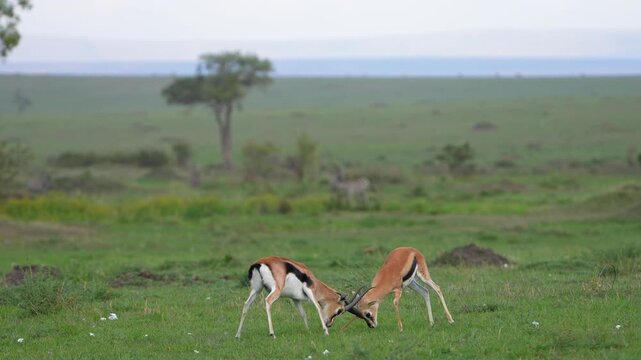 Two Thomson&rsquo;s Gazelles Locking Horns in African Grassland