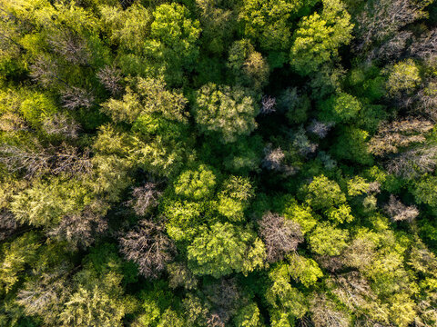 Green forest canopy from above in Bavaria, Germany