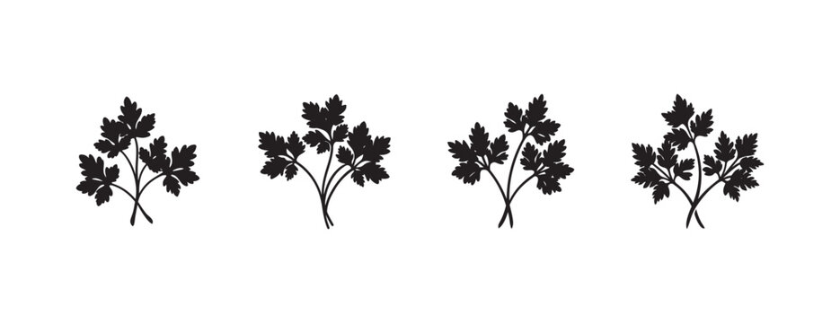 parsley bunches arranged horizontally isolated on transparent background ideal for culinary designs food blogs recipe cards and health articles