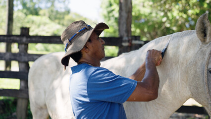 Latino stableman grooming a horse with a mane stripping knife, showing equestrian country life and animal care © DMegias