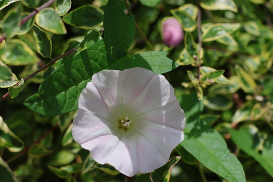 a flower of bindweed